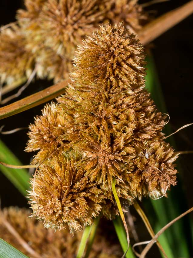 Cyperus glomeratus / Zigolo ferrugineo